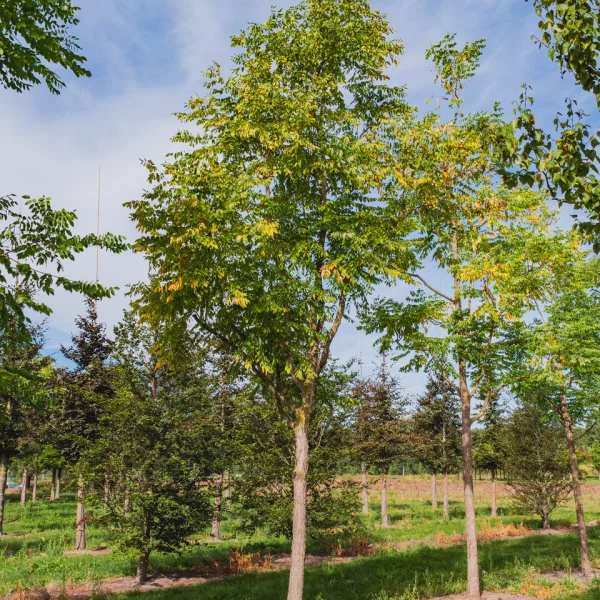 Gymnocladus dioica &ndash; Beztŕňovec dvojdomý