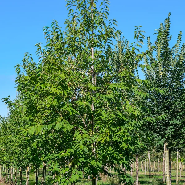Halesia monticola &ndash; Halesia monticola