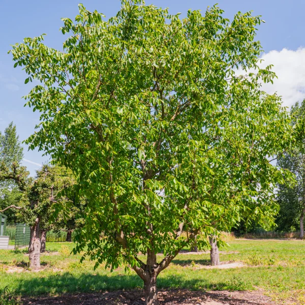 Juglans regia – Common walnut