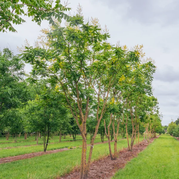 Koelreuteria paniculata – Varnish tree, Golden rain tree