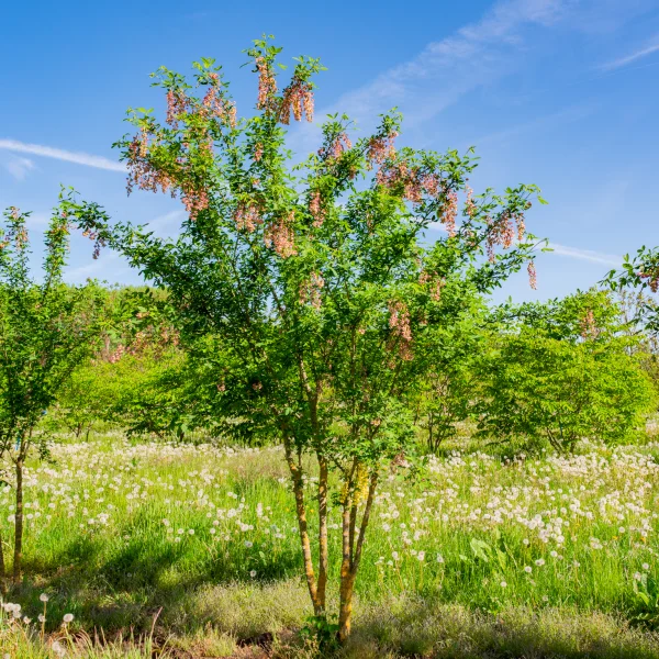 Laburnocytisus adamii &ndash; Adam’s Laburnum
