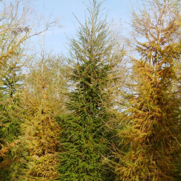 Larix decidua &ndash; smrekovec európsky