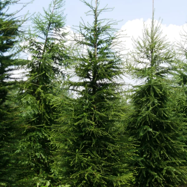 Larix decidua &ndash; smrekovec európsky