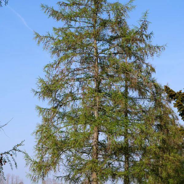 Larix kaempferi &ndash; smrekovec japonský