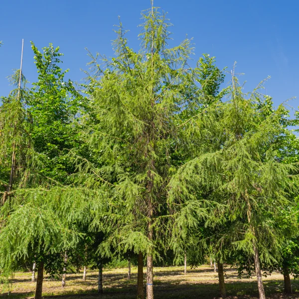 Larix kaempferi 'Pendula Boomaerts' &ndash; Larix kaempferi 'Pendula Boomaerts'