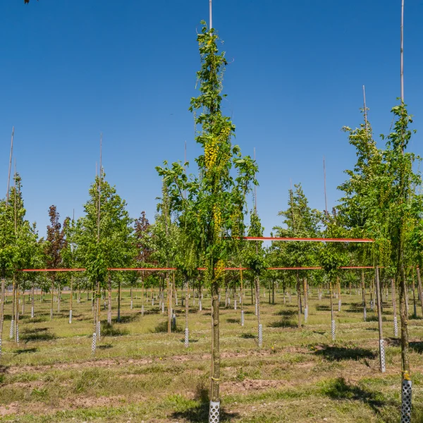 Laburnum ×watereri 'Vossii' &ndash; Zlatý dážď 'Vossii'
