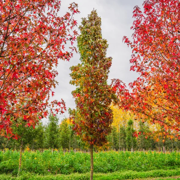 Liquidambar styraciflua 'Slender Silhouette' &ndash; Ambrovník styraxový 'Slender Silhouette'