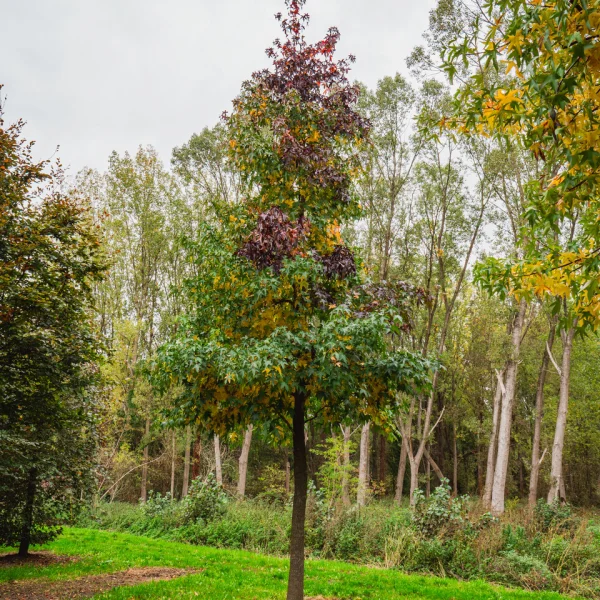 Liquidambar styraciflua – Ambrovník styraxový