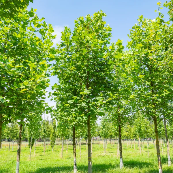 Liriodendron tulipifera – Ľaliovník tulipánokvetý