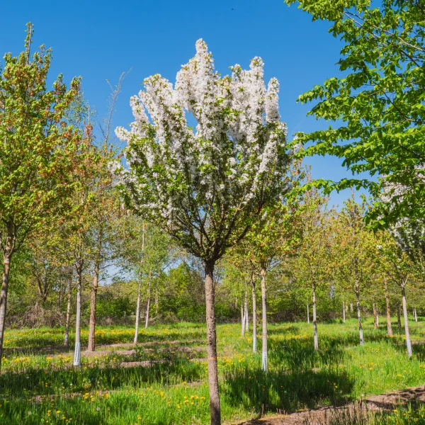 Malus 'Adirondack' &ndash; okrasná jabloň 'Adirondack'