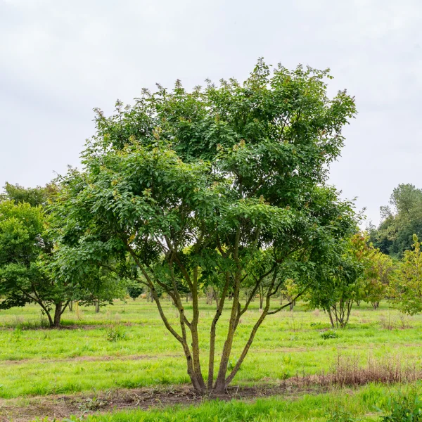 Maackia amurensis – Makia amurská