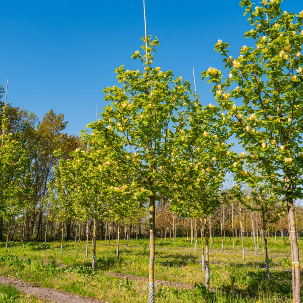 Magnolia ×brooklynensis 'Yellow Bird' &ndash; Magnólia brooklinská 'Yellow Bird'