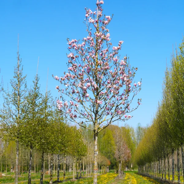 Magnolia 'Galaxy' – Magnólia 'Galaxy'