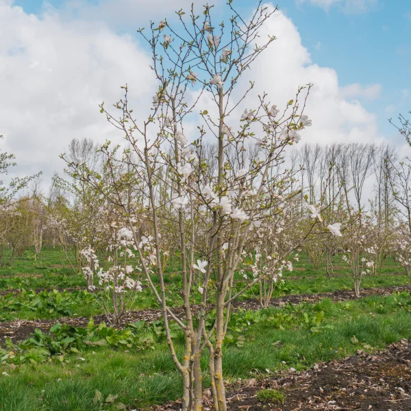 Magnolia ×loebneri 'Merrill' &ndash; Magnólia loebnerova 'Merrill'