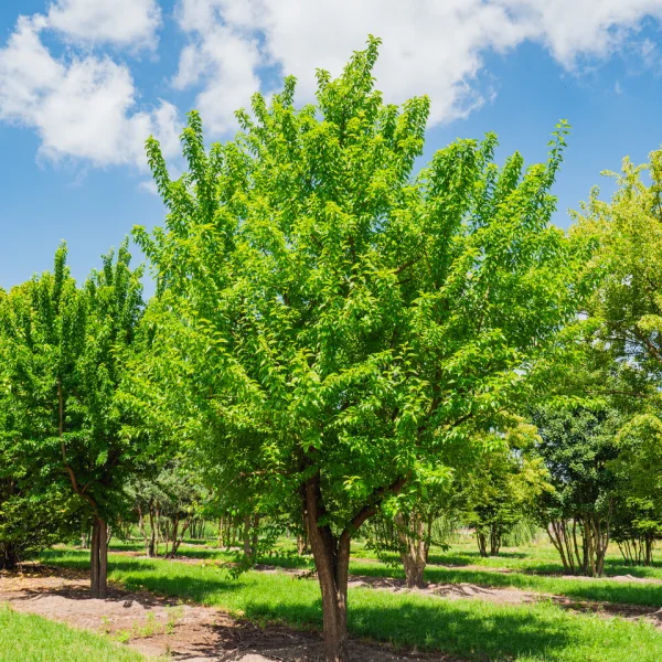 Maclura pomifera &ndash; Maklúra pomarančová