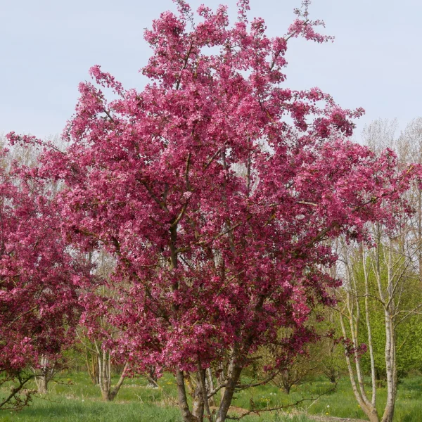 Malus 'Profusion' &ndash; okrasná jabloň 'Profusion'