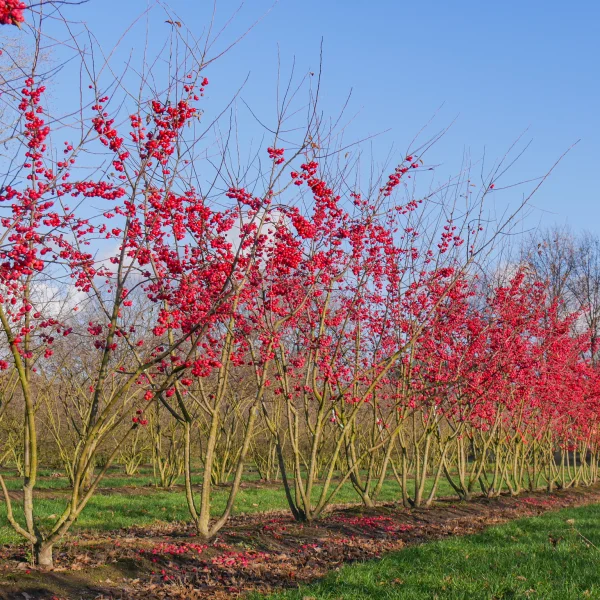 Malus 'Red Sentinel' &ndash; planá jabloň 'Red Sentinel'
