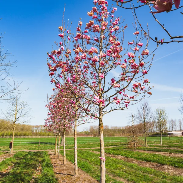Magnolia 'Spectrum' &ndash; Magnólia 'Spectrum'