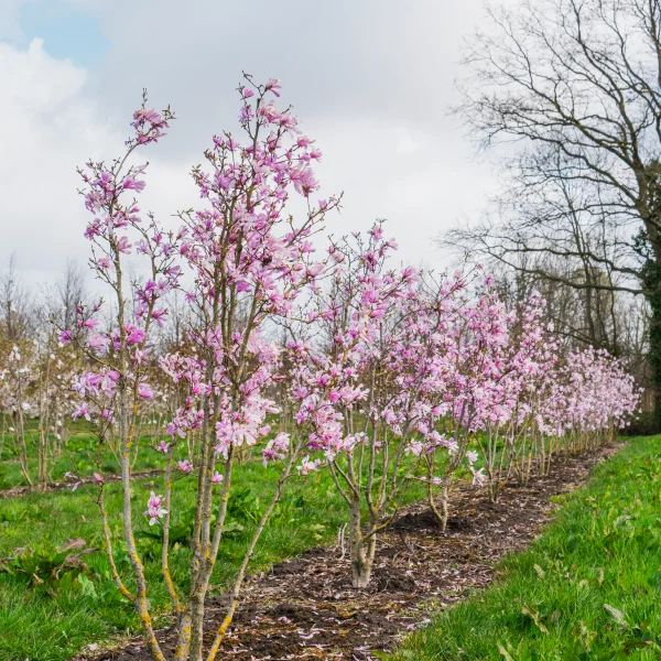 Magnolia stellata 'Rosea' &ndash; Magnólia hviezdokvetá 'Rosea'