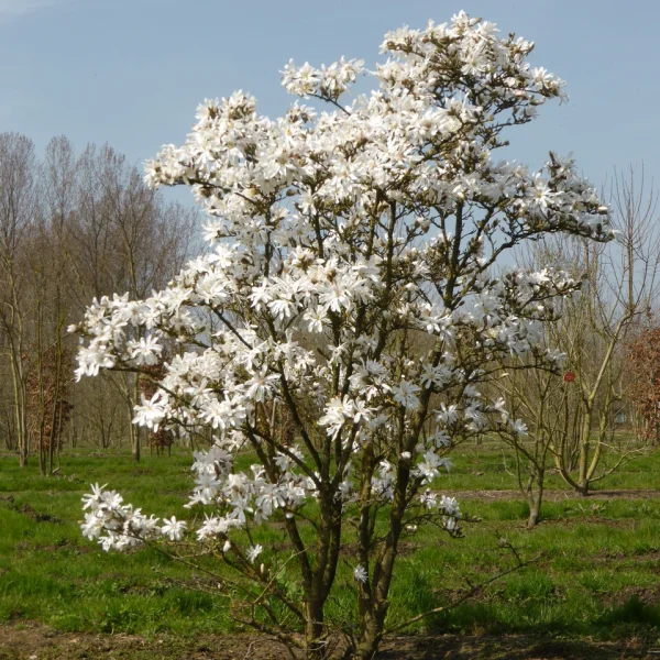 Magnolia stellata &ndash; Magnólia hviezdokvetá