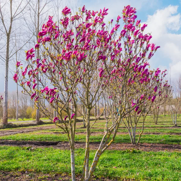 Magnolia 'Susan' &ndash; Magnólia 'Susan'