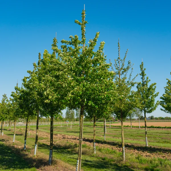 Malus sylvestris &ndash; jabloň planá