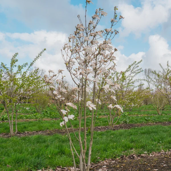 Magnolia 'Wada's Memory' &ndash; Magnólia 'Wada's Memory'
