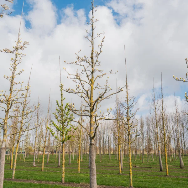 Magnolia denudata YELLOW RIVER ('Fei Huang') &ndash; Magnólia holá