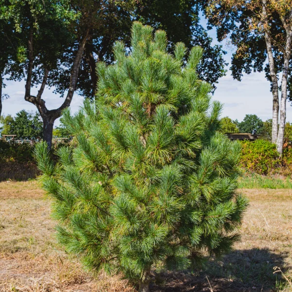 Pinus cembra &ndash; Borovica limbová