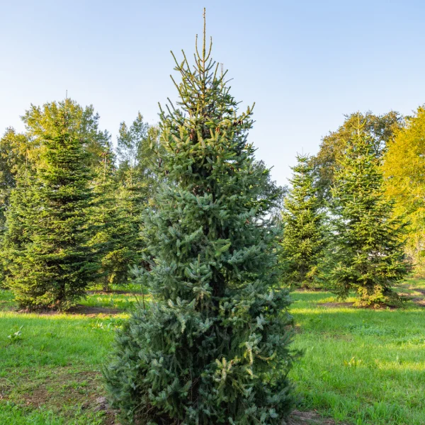 Picea omorika &ndash; Smrek omorikový