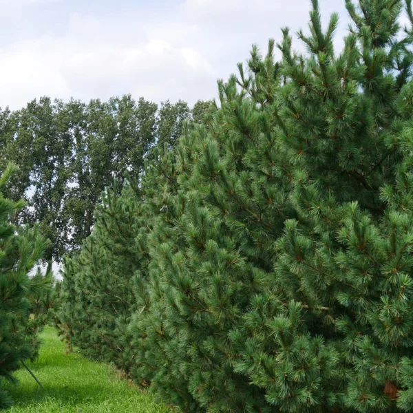 Pinus peuce &ndash; borovica balkánska