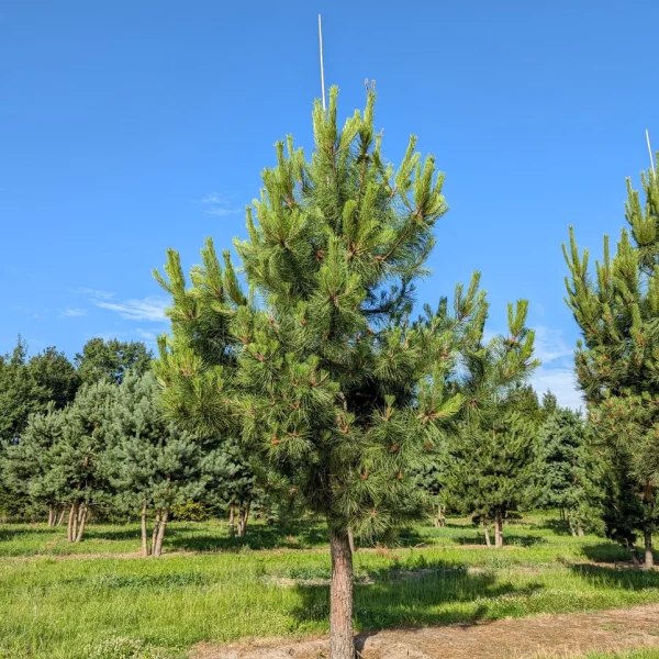 Pinus pinaster &ndash; borovica prímorská