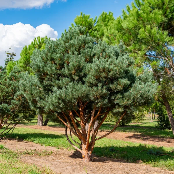 Pinus sylvestris 'Watereri' &ndash; Borovica lesná 'Watereri'