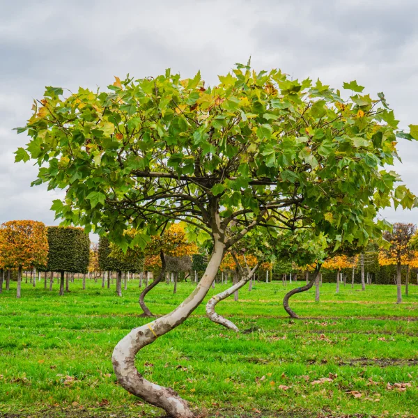 Platanus TREEVOLUTION ® THE SWING ® – Platan javorolistý