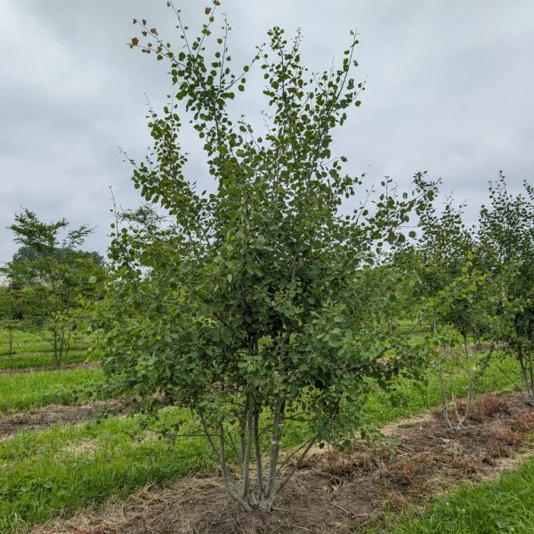 Populus tremula &ndash; osika (topoľ trasľavý)