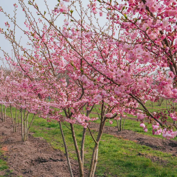 Prunus 'Accolade' – Čerešňa okrasná 'Accolade'