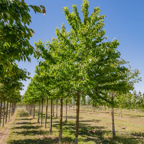 Prunus maackii &ndash; Čerešňa Maackova