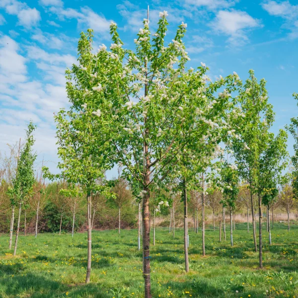 Prunus maackii 'Amber Beauty' &ndash; Čerešňa Maackova 'Amber Beauty'
