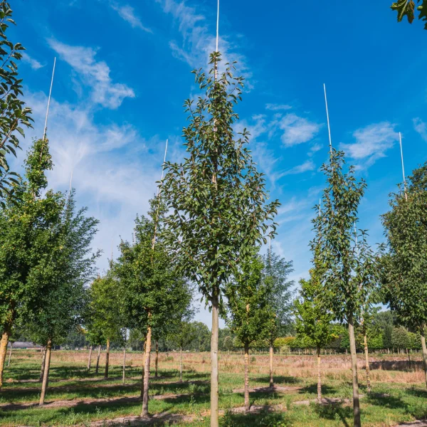 Prunus padus 'Watereri' &ndash; Čremcha obyčajná 'Watereri'