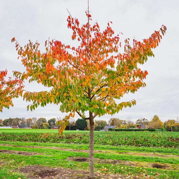 Prunus serrulata 'Taihaku' &ndash; Okrasná čerešňa 'Taihaku'