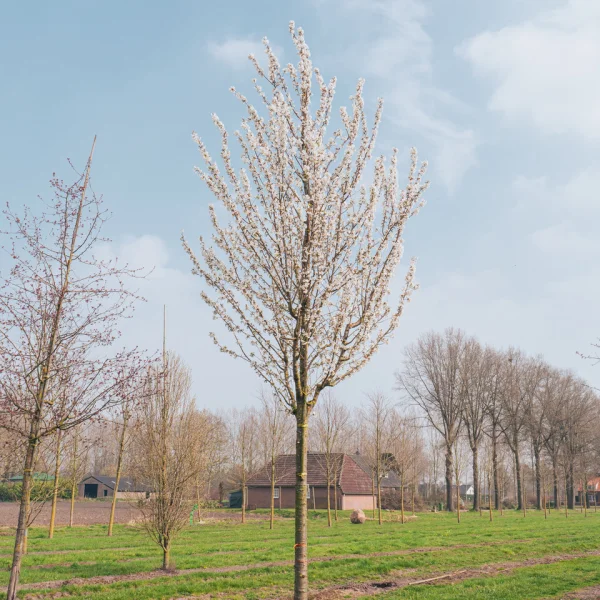 Prunus 'Umineko' &ndash; Čerešňa 'Umineko'
