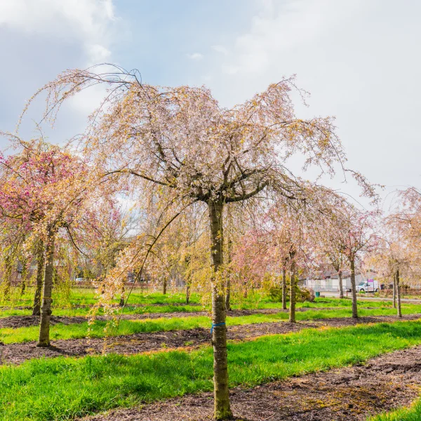 Prunus ×subhirtella 'Pendula' &ndash; Višňa chĺpkatá 'Pendula'