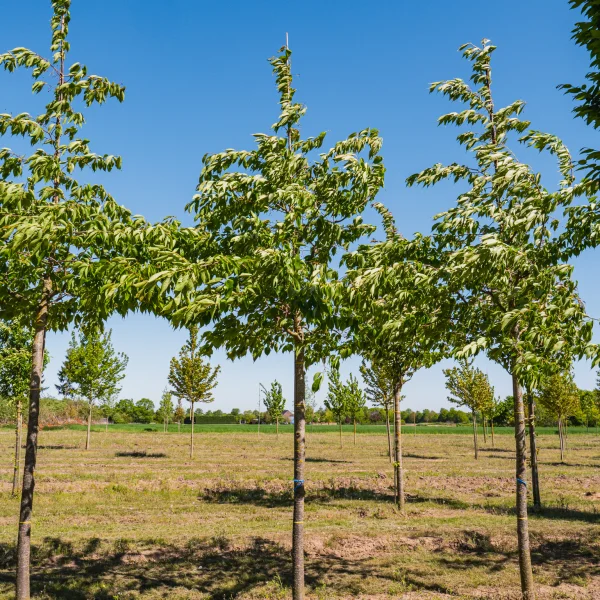 Prunus serrulata 'Shirotae' &ndash; Čerešňa pílkatá