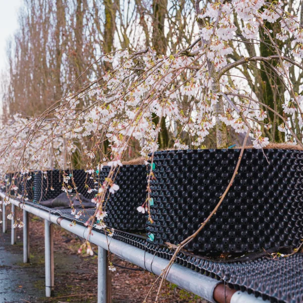 Prunus ×yedoensis 'Ivensii' &ndash; čerešňa yoshino 'Ivensii'