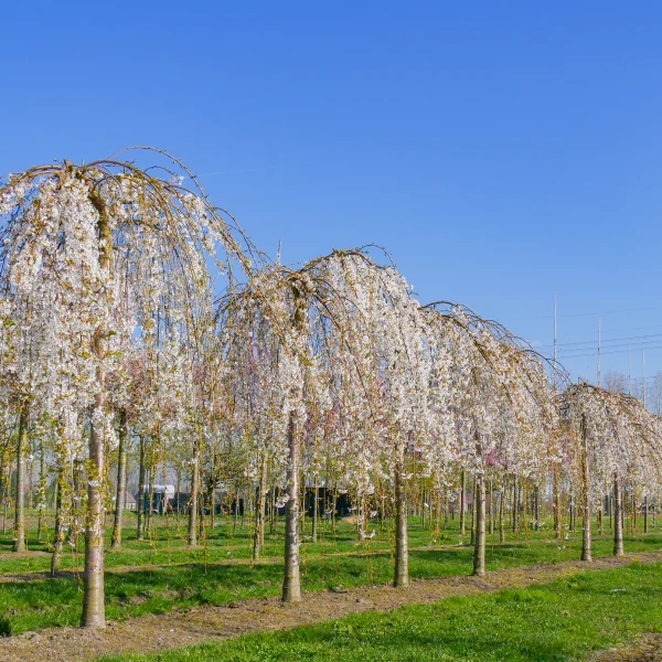 Prunus ×yedoensis 'Shidare-yoshino' &ndash; Višňa jedonská 'Shidare-Yoshino'