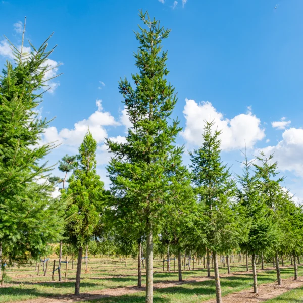 Pseudotsuga menziesii &ndash; Duglaska tisolistá