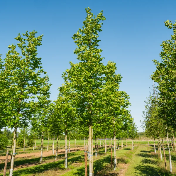Pterocarya fraxinifolia 'Heereplein' &ndash; Orechovec jaseňolistý