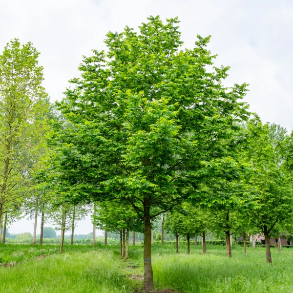 Pterocarya fraxinifolia &ndash; Orechovec jaseňolistý