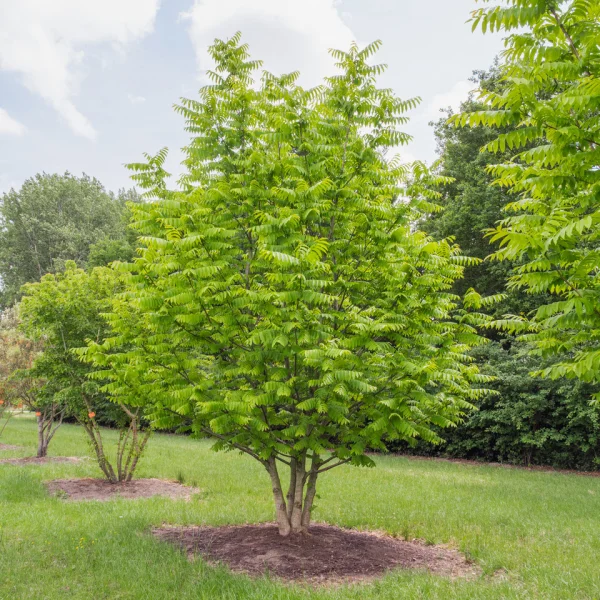 Pterocarya stenoptera &ndash; orechovec krídlatý