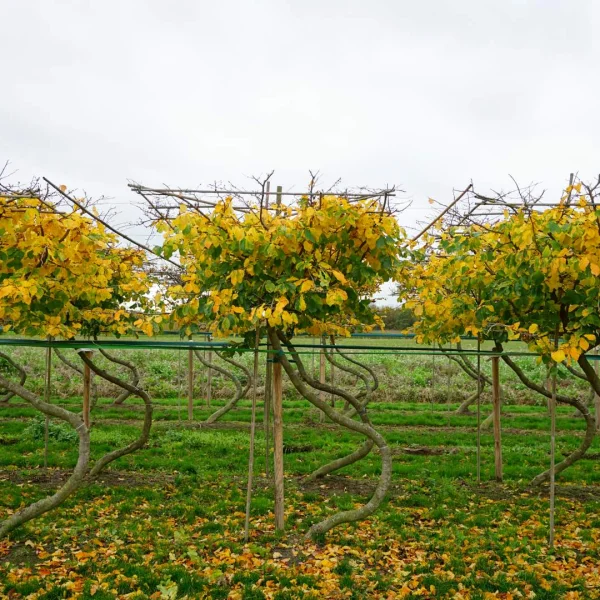 Parrotia persica TREEVOLUTION ® THE SWING ®